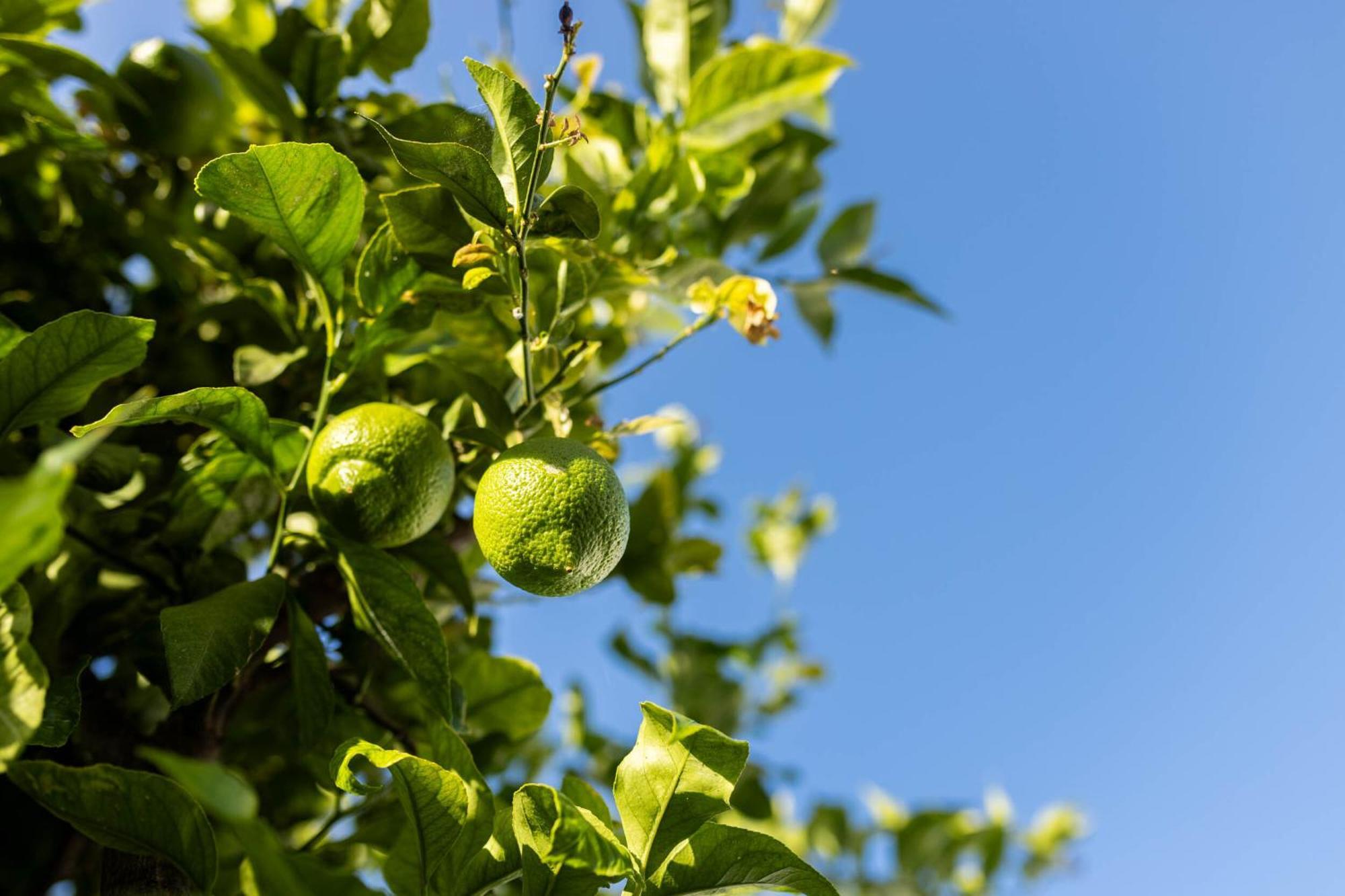 โอลีฟ แอนด์ ไอวี เกสต์เฮาส์ Canillas de Aceituno ภายนอก รูปภาพ